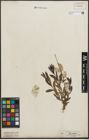 Foto von Salix purpurea L.